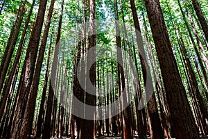 Rotorua Forest also known as the redwoods