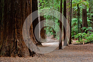 Rotorua Redwoods Forest in New Zealand