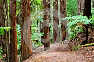 Rotorua Redwoods Forest in New Zealand