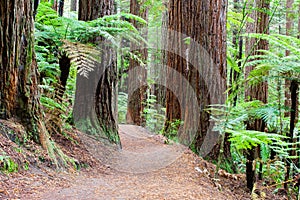 Rotorua Redwoods Forest in New Zealand