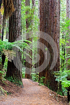 Rotorua Redwoods Forest in New Zealand