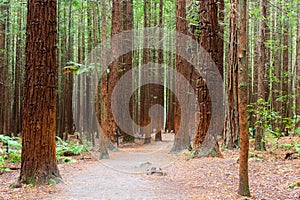 Rotorua Redwoods Forest in New Zealand