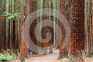 Rotorua Redwoods Forest in New Zealand