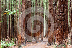 Rotorua Redwoods Forest in New Zealand