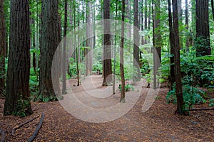 Rotorua Redwoods Forest in New Zealand