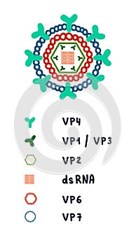 Rotovirus structure illustration complex architecture genome proteins hand drawn in minimalistic style for posters
