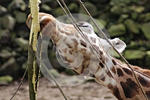 Rotschild S giraffe eating