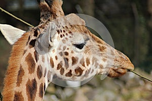 Rotschild S giraffe eating