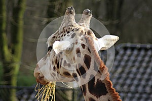 Rotschild S giraffe eating