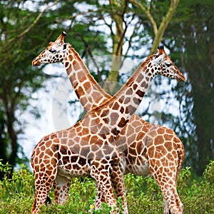 Rotschild's giraffes
