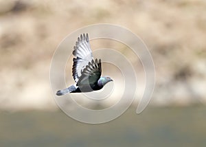 Rotsduif, Rock Dove, Columba livia