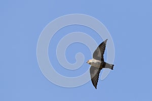 Rotszwaluw, Eurasian Crag Martin, Ptyonoprogne rupestris