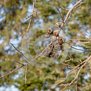 Rotted apples on winter tree, apple tree twigs with