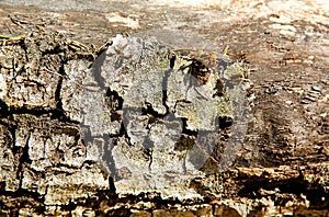 Old fallen rotten wood with holes in the surface