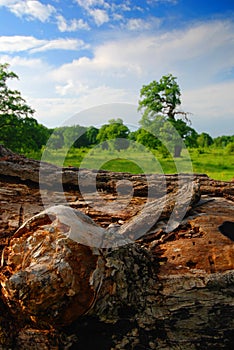 Rotted Tree