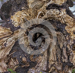 Rotted Tree Trunk Background