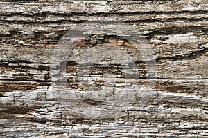 Rotted wood