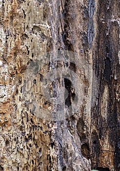 Rotted Wood Background