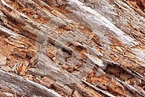 Rotted Wood background