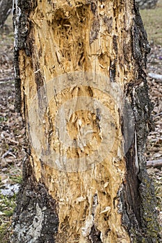 Rotted wood background