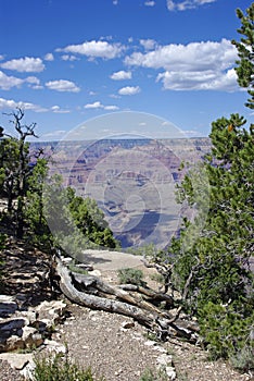 Rotted Wood at the Edge of the Grand Canyon