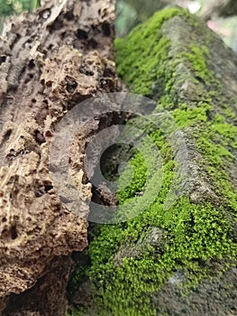 rotted wood on moss