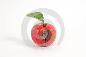 Rotten apple photo