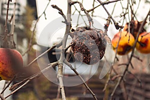 Rotten apple on bare tree. Damaged apple fruit. Apple tree garden. Bad condition concept. Decay concept.