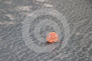 Rotten apple on black background with dust