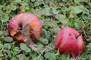 Rotten apple on ground