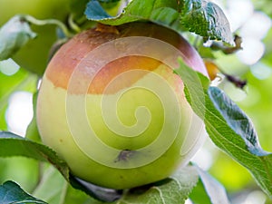 Rotten apple hanging on a branch