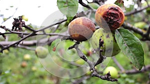 Rotten apple hanging on a branch