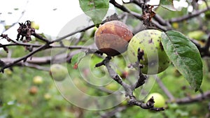 Rotten apple hanging on a branch