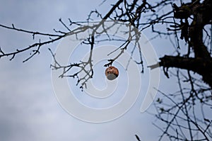 A rotten apple hanging from a tree branch