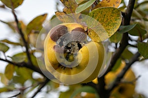 Rotten apple quince on the fruit tree, Monilia laxa infestation plant disease