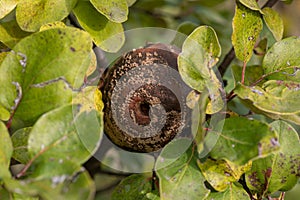 Rotten apple quince on the fruit tree, Monilia laxa infestation plant disease