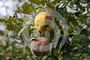 Rotten apple quince on the fruit tree, Monilia laxa infestation plant disease