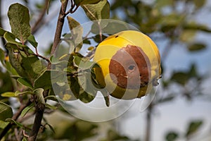 Rotten apple quince on the fruit tree, Monilia laxa infestation plant disease