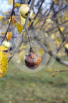 Rotten apple on a tree