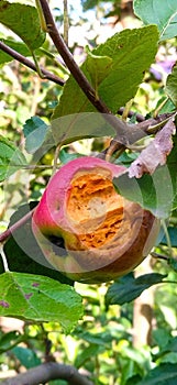rotten apple on a tree close-up, bitten off