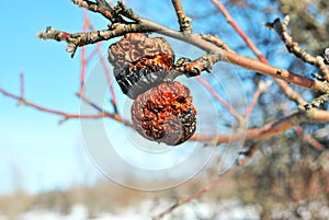 Rotten apple on tree, close up detail, soft blurry gray twigs and blue sky