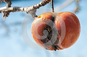 Rotten apple on the tree in January.