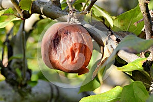 Rotten apple on tree in orchard