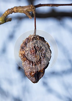 Rotten apple on a tree