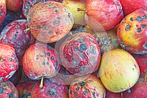 Rotten apples. photo