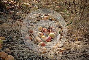 Rotten apples fallen into the grass. Unharvested, lost harvest