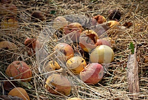 Rotten apples fallen into the grass. Unharvested, lost harvest