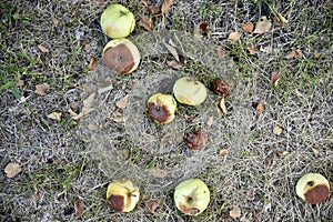 Rotten apples on the ground fallen from an apple tree in autumn. The ground is covered with fallen apples