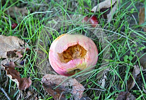 Rotten apples lying on the grass. Ecological fruit outdoors