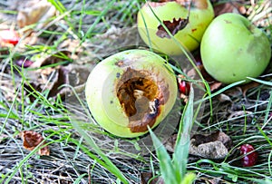 Rotten apples lying on the grass. Ecological fruit outdoors
